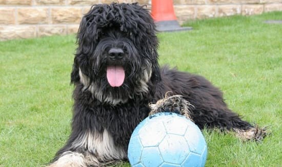 Португальская овчарка Португальская овчарка