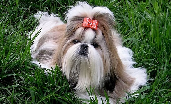 Ши-тцу Ши-тцу