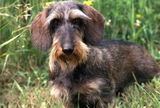 Такса жесткошерстая Такса жесткошерстная