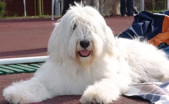 Южнорусская овчарка Южнорусская овчарка