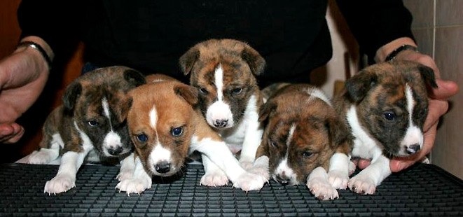 Басенджи щенки