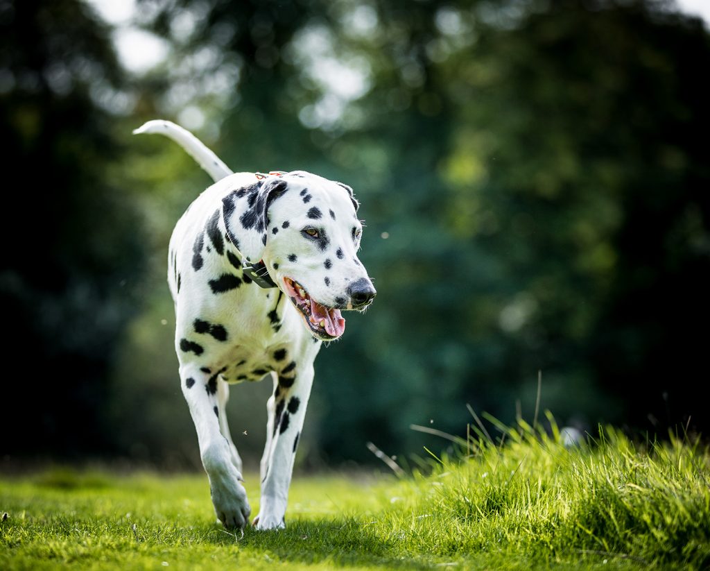Далматинец: характеристика породы, темперамент, вопросы здоровья, особенности содержания и отзывы владельцев