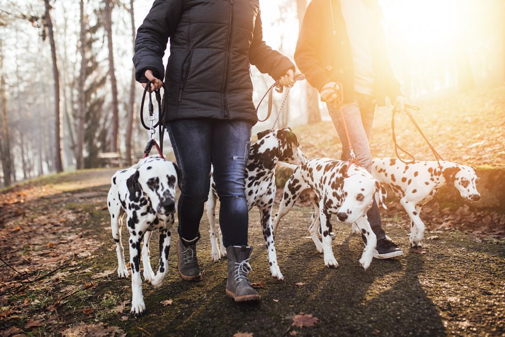 Далматинец: характеристика породы, темперамент, вопросы здоровья, особенности содержания и отзывы владельцев