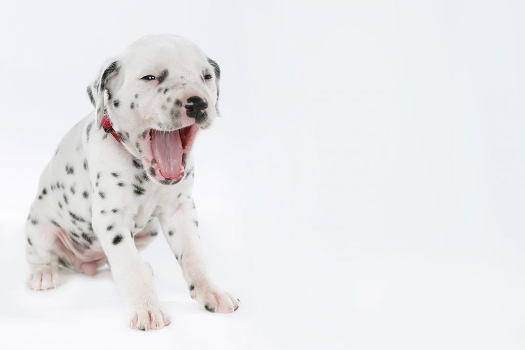 Далматинец: характеристика породы, темперамент, вопросы здоровья, особенности содержания и отзывы владельцев
