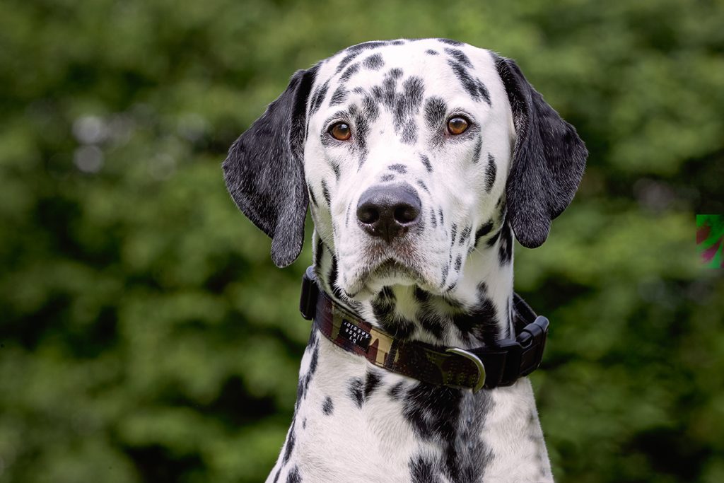Далматинец: характеристика породы, темперамент, вопросы здоровья, особенности содержания и отзывы владельцев