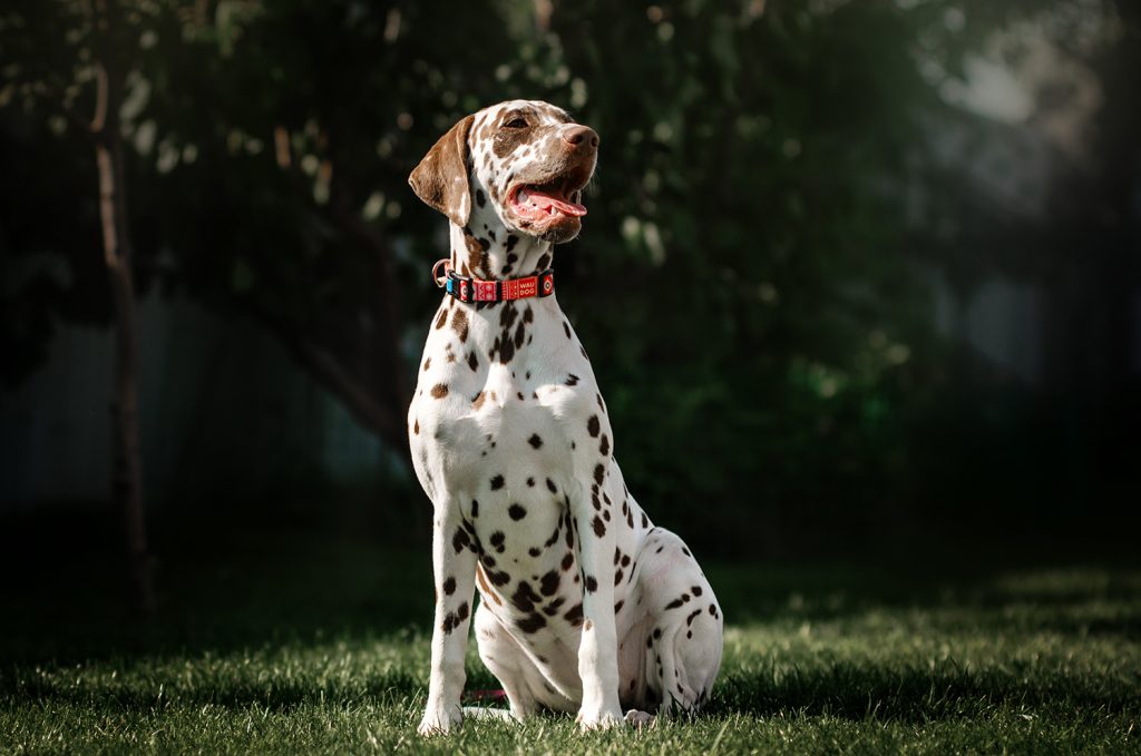 Далматинец: характеристика породы, темперамент, вопросы здоровья, особенности содержания и отзывы владельцев