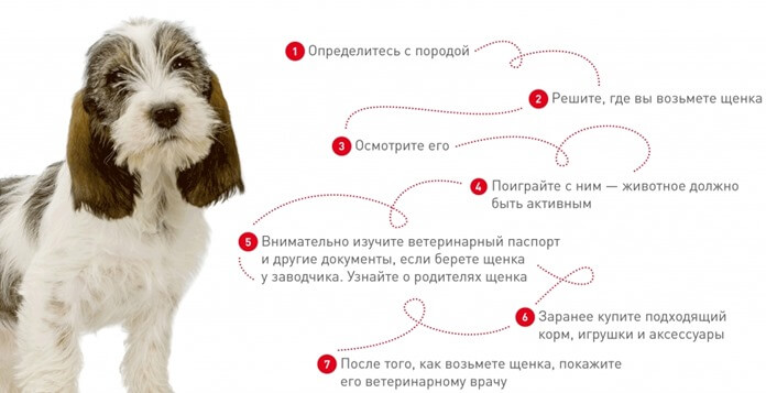 Как выбрать щенка сторожевой породы Как выбрать щенка сторожевой породы