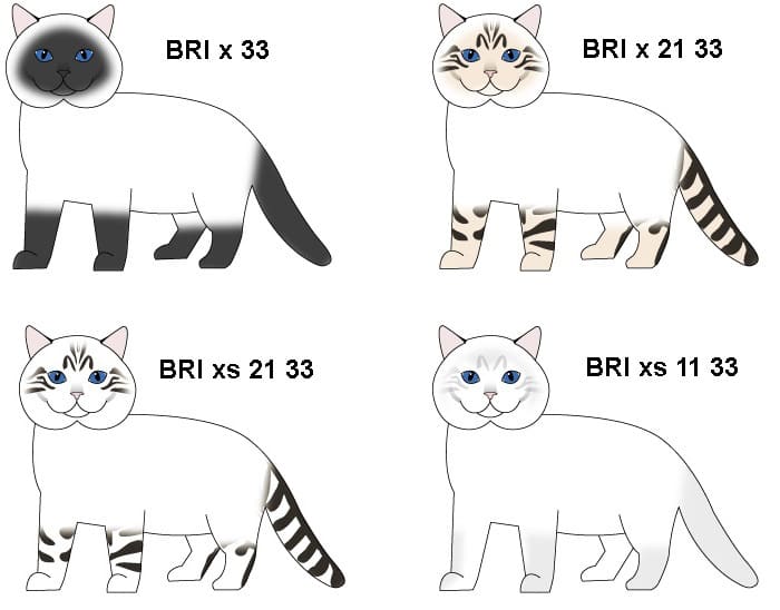 kolor-point-links-sheided kolor-point-links-sheided