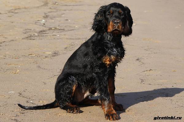Сеттер-гордон-собака-Описание-особенности-уход-и-содержание-породы-9