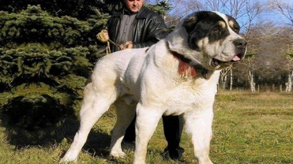 Самая большая собака в мире 8