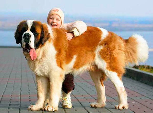 Самая большая собака в мире 4