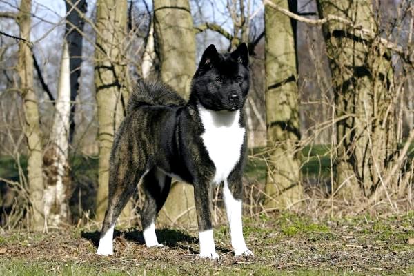 Самые популярные породы американских собак - 9. Американская акита