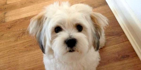 Самые популярные породы американских собак - 10. Kyi-leo