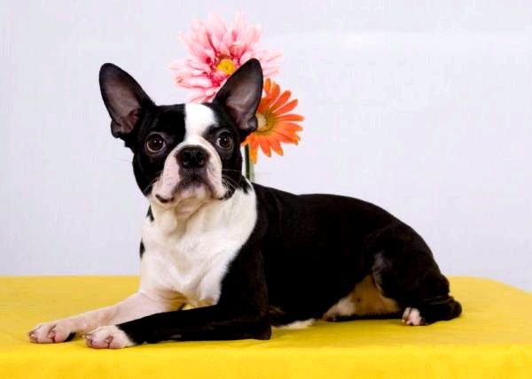 Самые популярные породы американских собак - 2. Бостон терьер