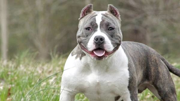 Самые популярные породы американских собак - 3. Американский хулиган
