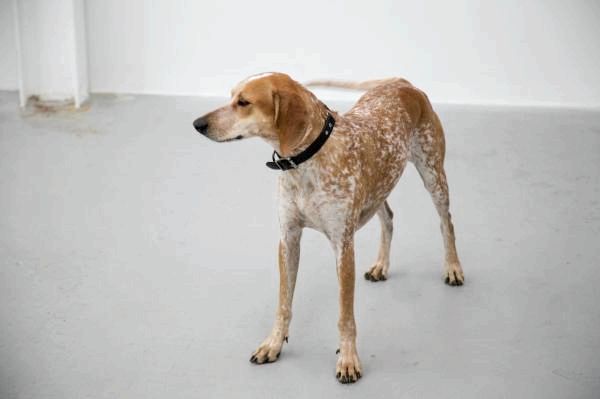Самые популярные породы американских собак - 4. Американский английский Coonhound