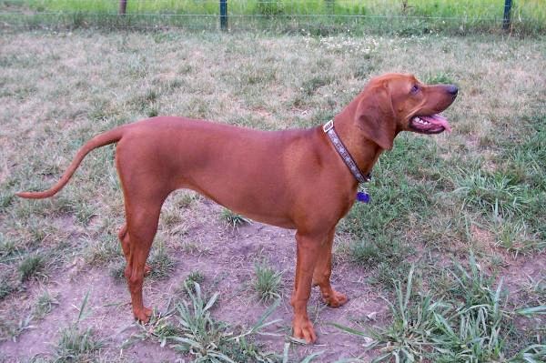 Самые популярные породы американских собак - 6. Redbone Coonhound