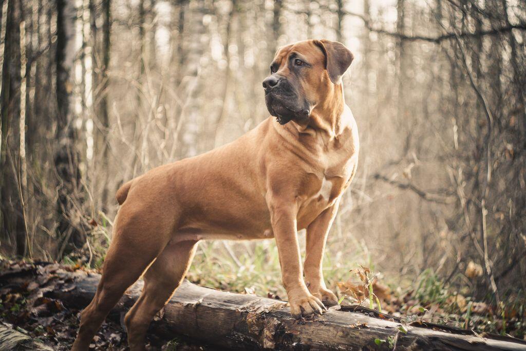 Бурбуль - описание породы, характер и содержание.