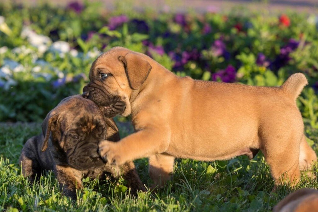 Бурбуль - описание породы, характер и содержание.