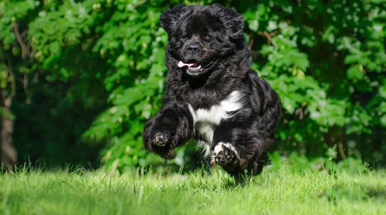 Ньюфаундленд