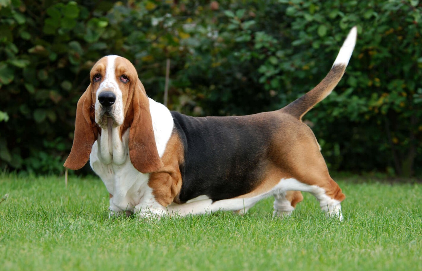Бассет-хаунд