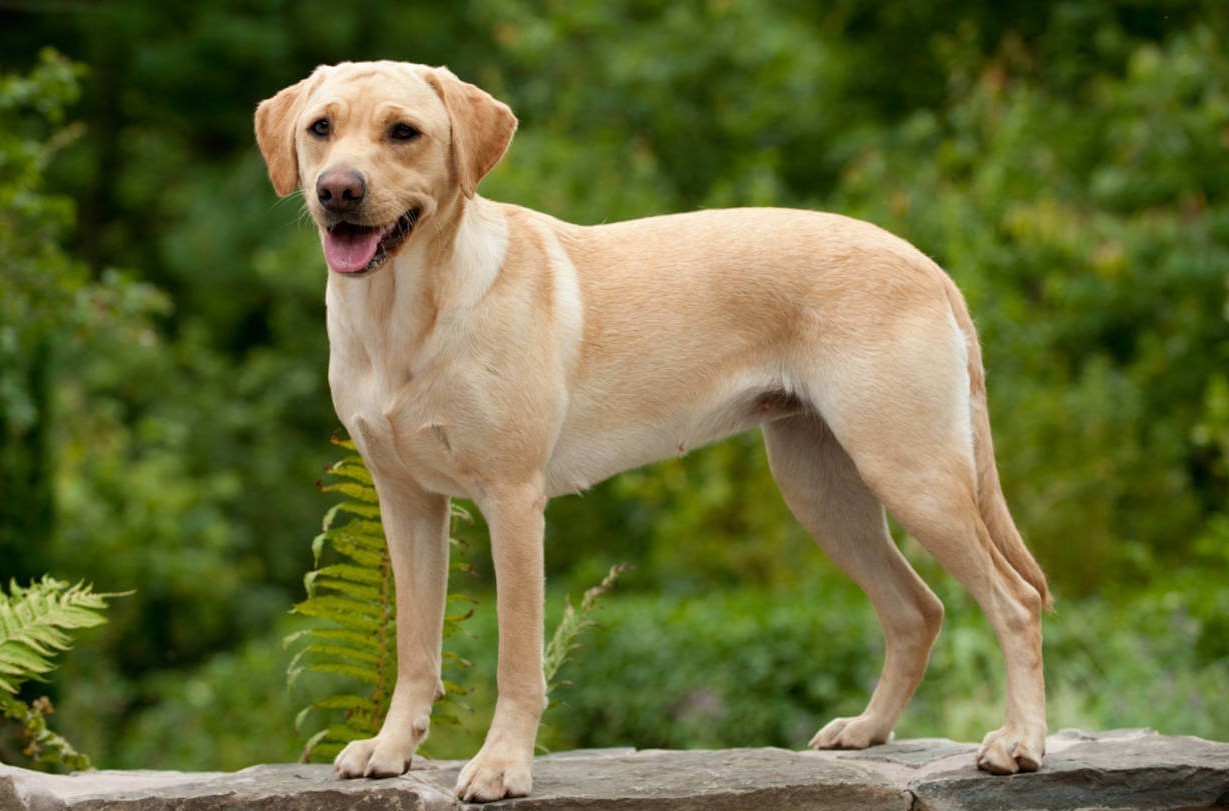 Лабрадор-ретривер