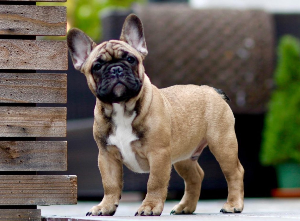Французский бульдог
