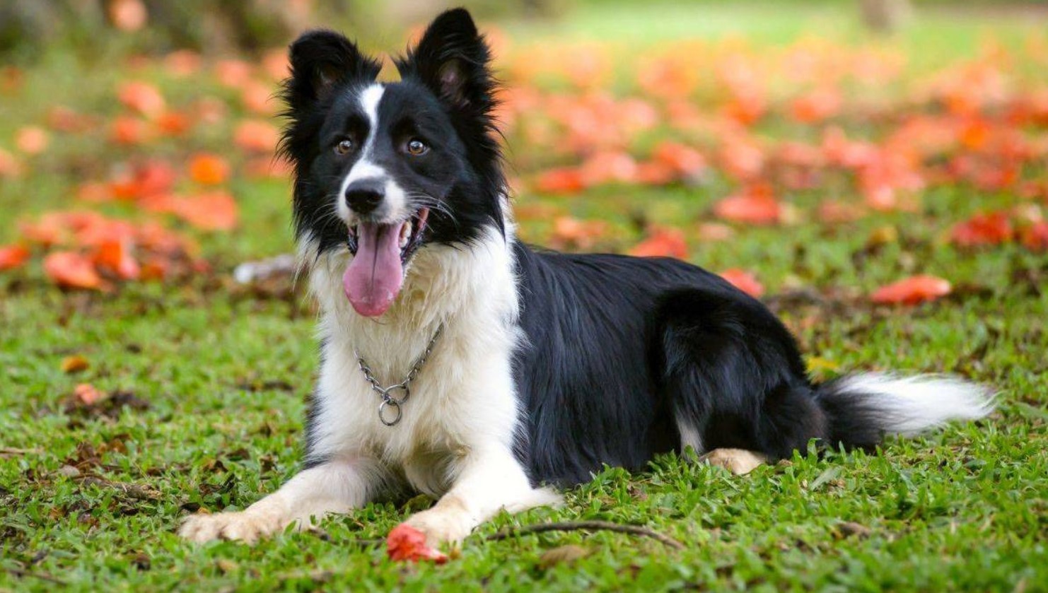 Бордер-колли