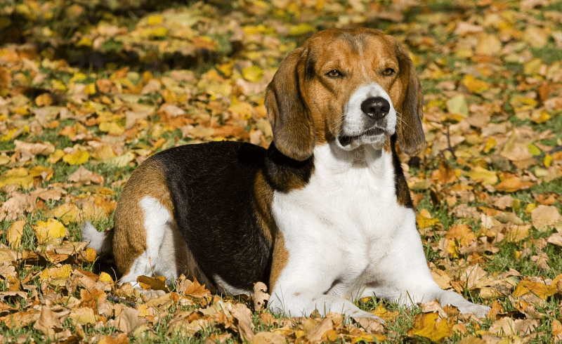 Эстонская гончая - размеры