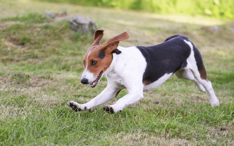 Эстонская гончая - характер