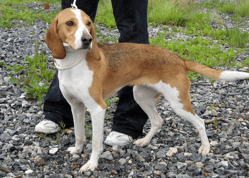Собака эстонская гончая - прогулки