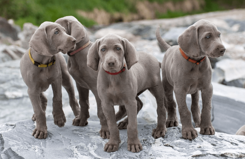 Веймаранер - щенок
