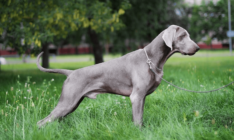 Веймаранер - интересные факты