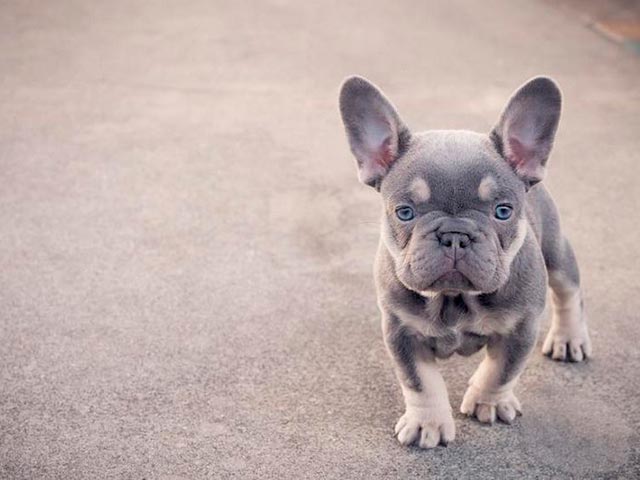 Карликовый бульдог Фото