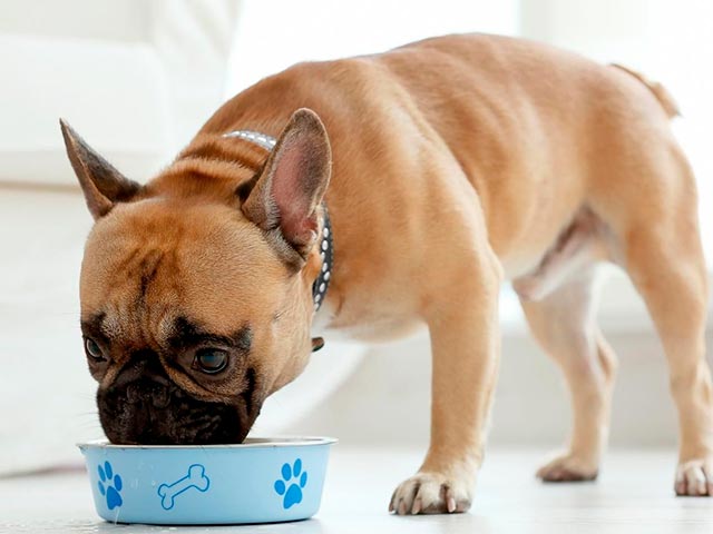 Питание маленького французского бульдога Фото