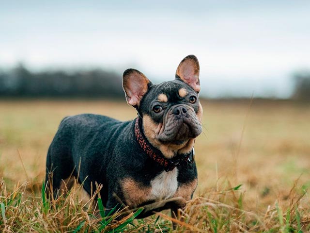 Взрослый мини французский бульдог Фото
