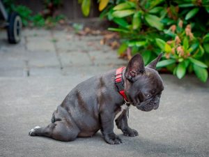 Серый французский бульдог мини Фото