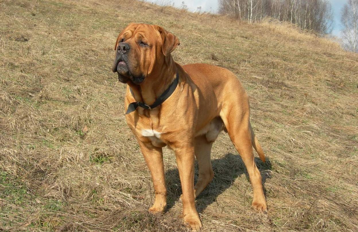 Тоса-ину - дрессировка