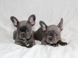 Голубой французский бульдог мини Фото