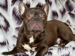 Шоколадный французский бульдог мини Фото