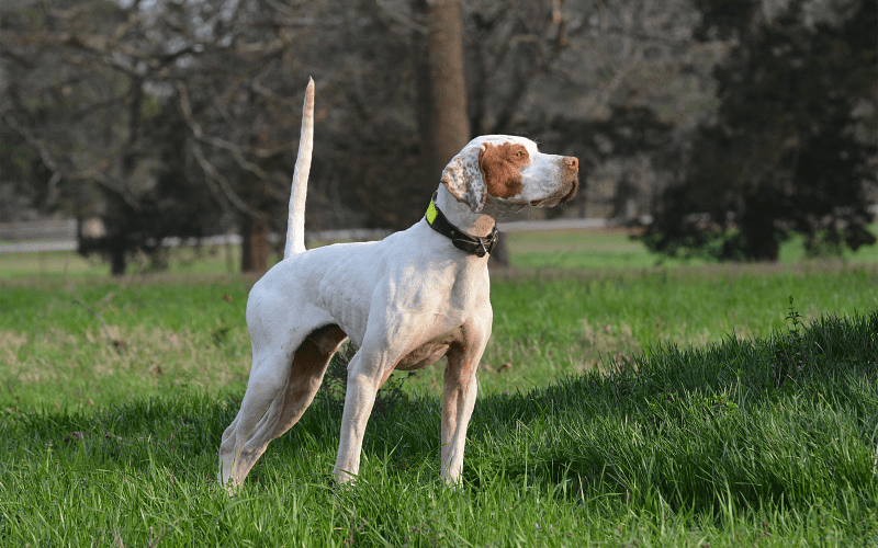 Английский пойнтер - порода собаки