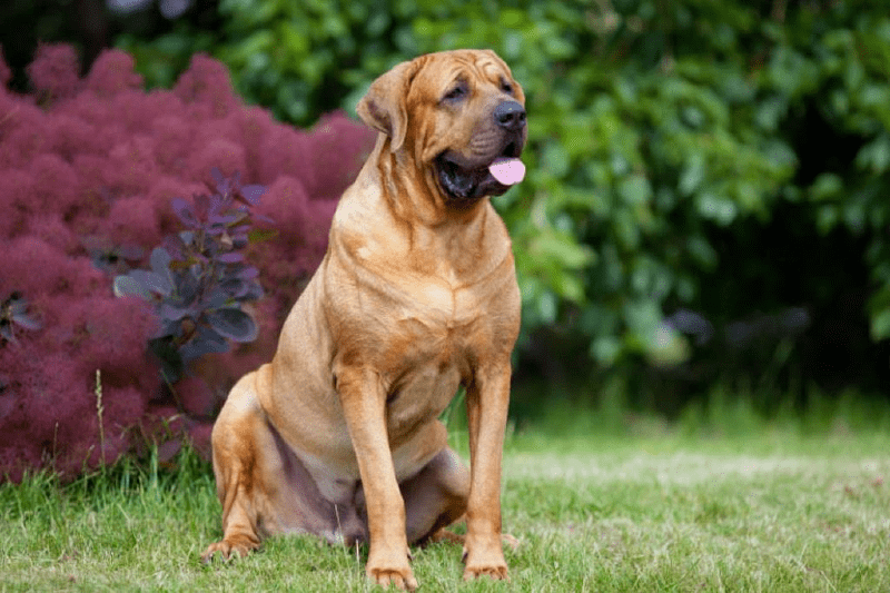 Тоса-ину - размеры и конституция