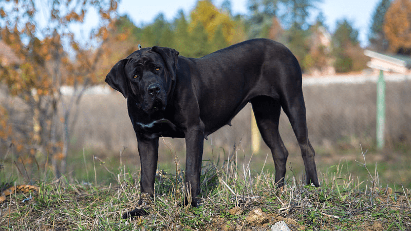 Тоса-ину - окрасы