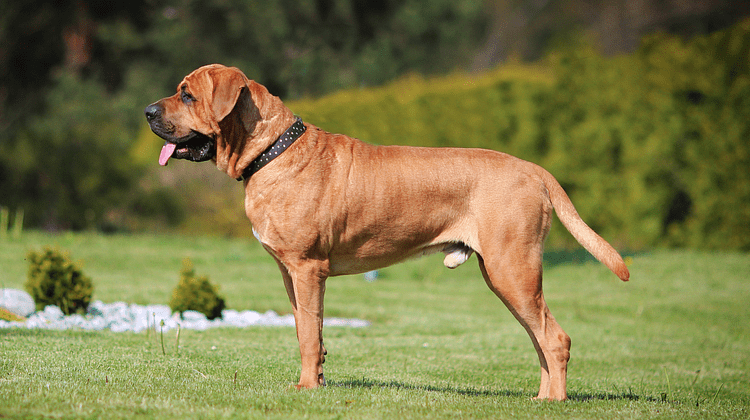 Тоса-ину - история