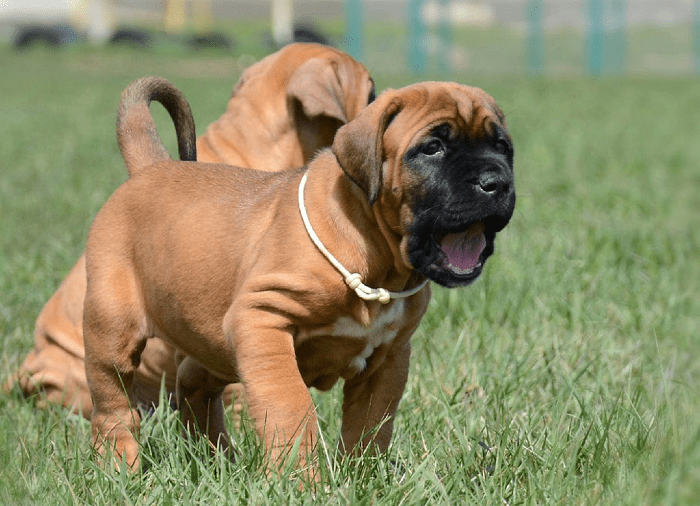 Тоса-ину - щенки