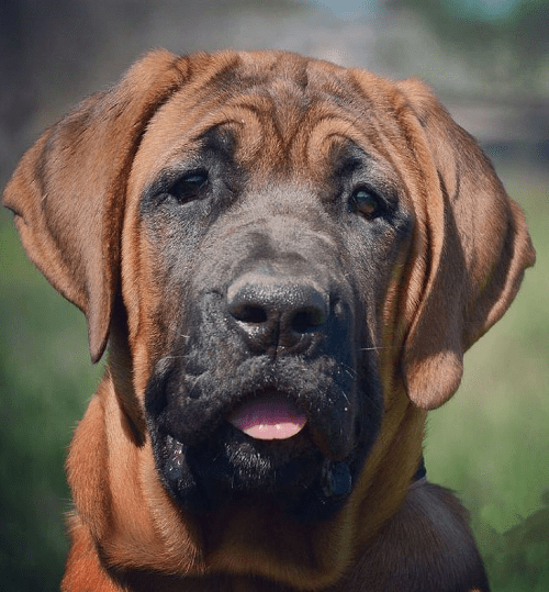 Тоса-ину гигиена