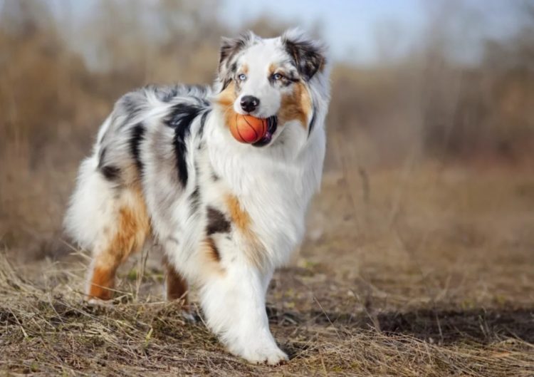 Аусси Аусси