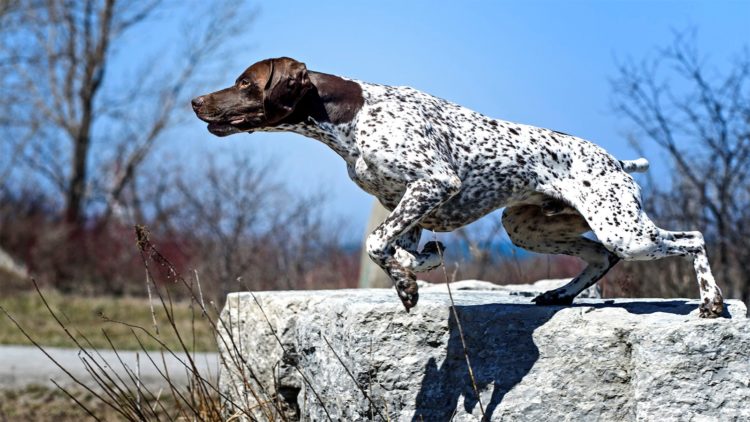 Курцхаар Курцхаар