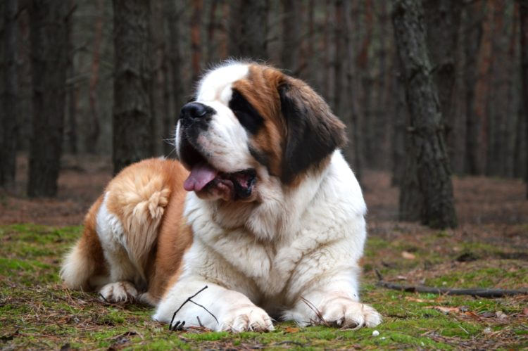 Сенбернар Сенбернар