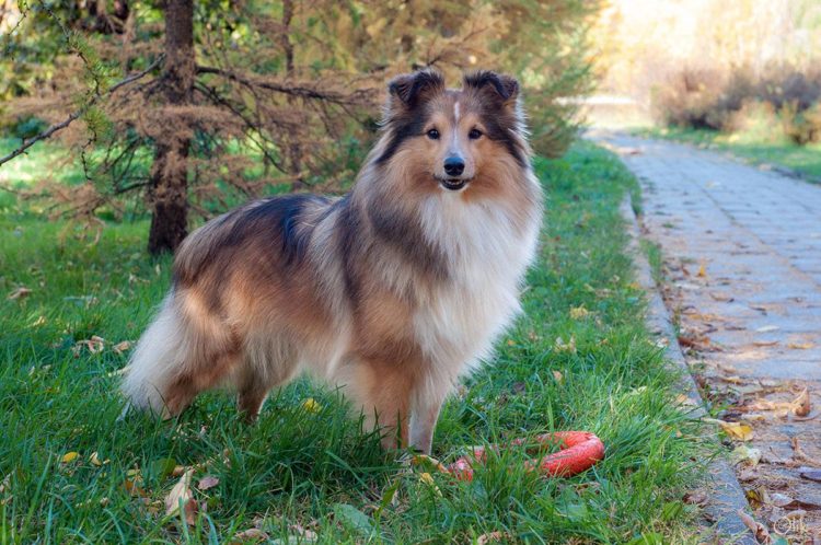 Шелти Шелти